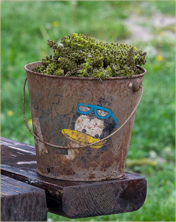 Marija, dođi iz NS-a, da kúpiš mâce od oraja !!!