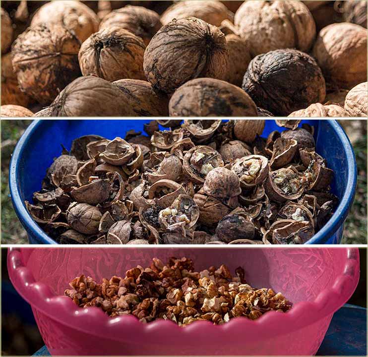 Ako ćeš slatko da jêš ( jedeš... ) oraje...