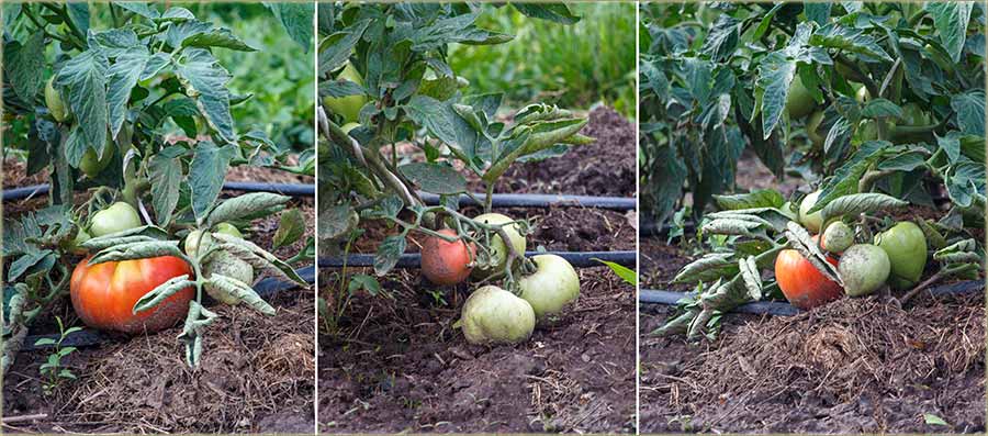 Zrî paradajzli izBašće !!!