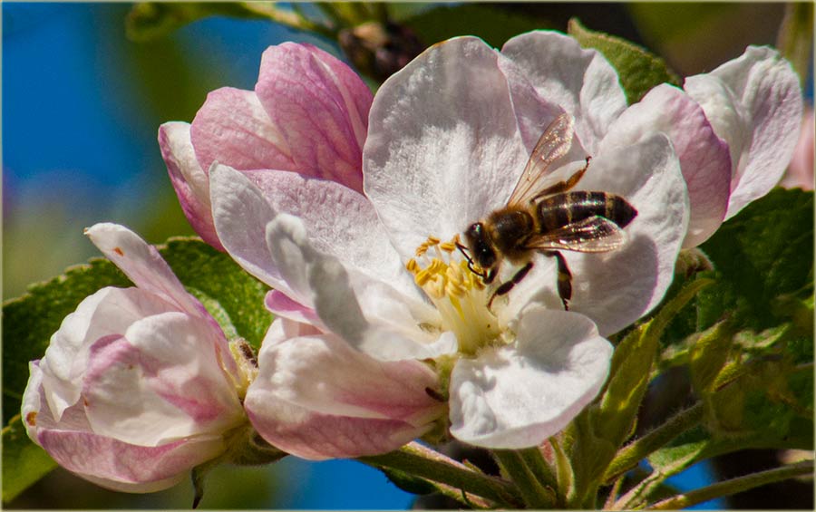 Di je cvet, tu je i pčela, a tu je i...