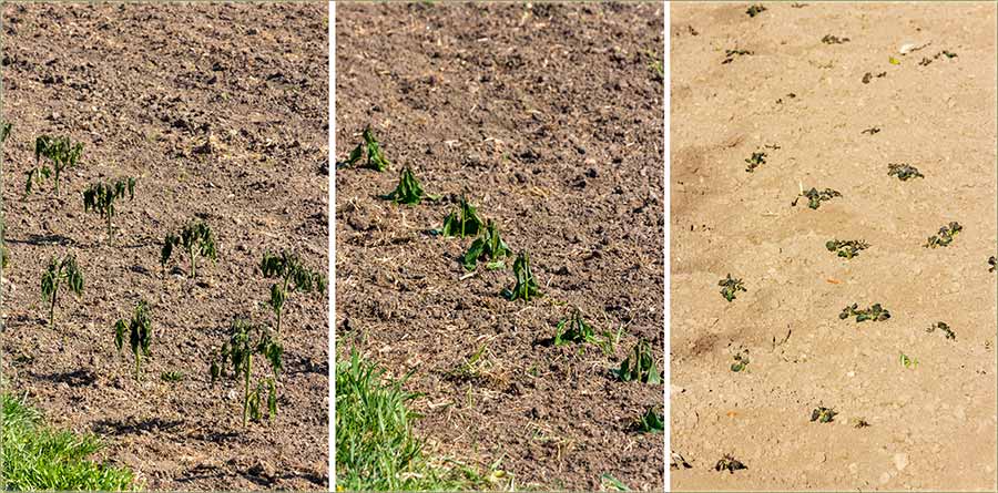 Jučeraske zajtra, je u Miloševo, oPalijo mraz !!!