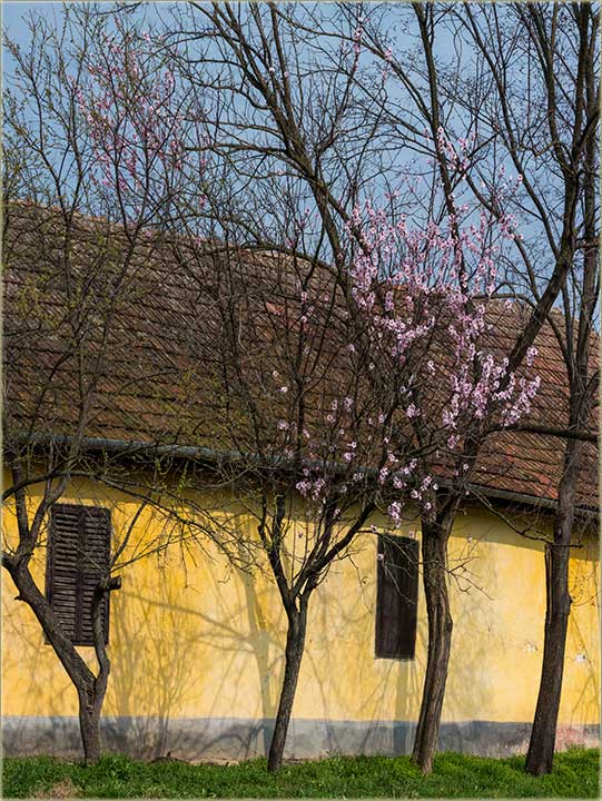 Procvetala..., 2020-te godine...