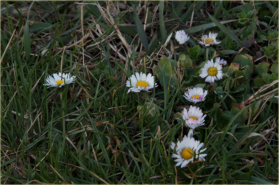 Proleće krêće III ...