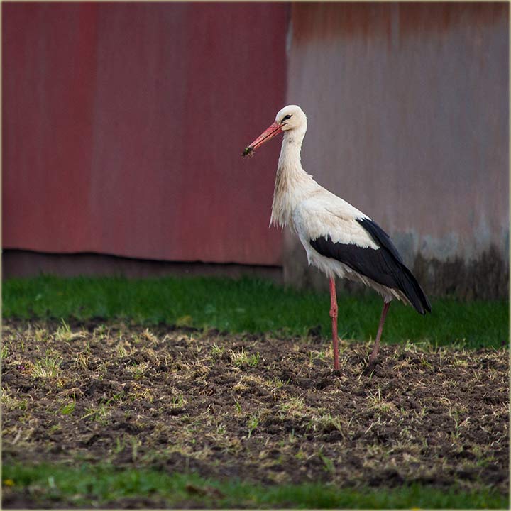Tu mi je roda..., kav i svake godine..., uBašću...