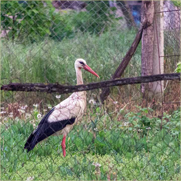 Rodčijo meso, je lošo za ljudcku upotrebu !!!