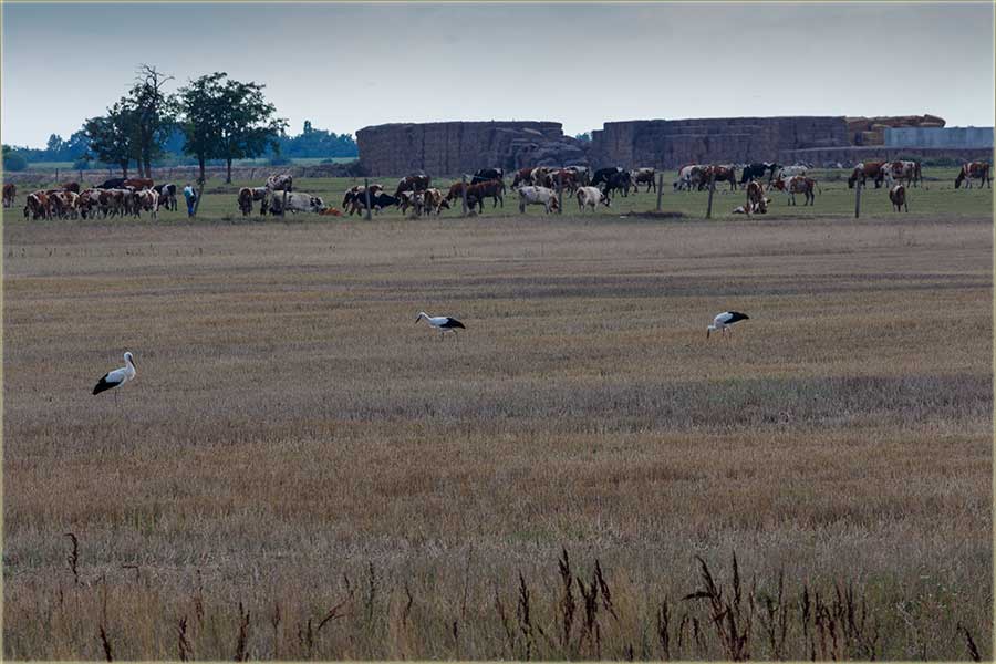 Rodčija gnjizda su sve praznija, svi su uAtar !!!