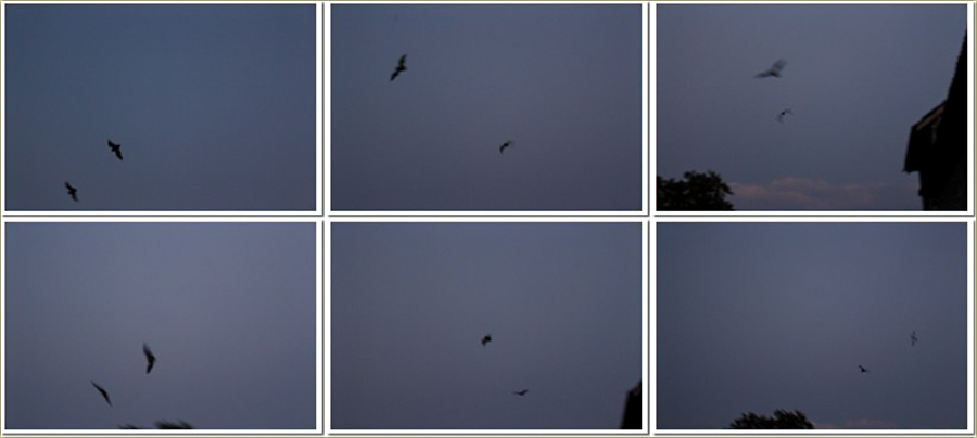 Avlinjski, slepi mišovi !!!