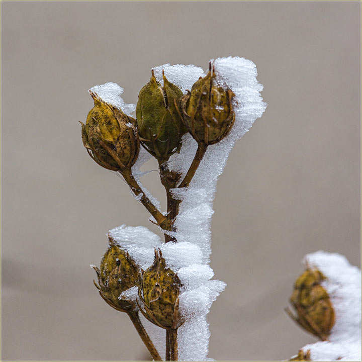 Ima tako neki dâna, kad nije lâdno, al krv ledi !