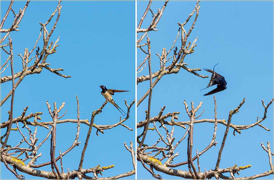 KodNâs u Miloševo, su stigle lâste !!!