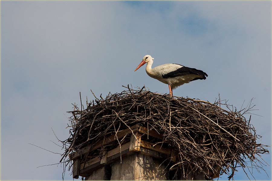 Eto..., kodNas u Miloševo, su stigle rode !!!