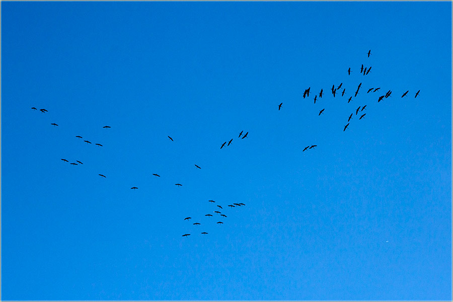 Stigli su nam sivi ždralovi !!!