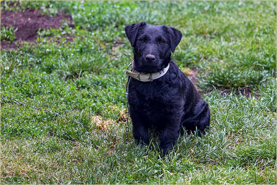 Kad novi, kućni mezimac..., pogodi lanac...