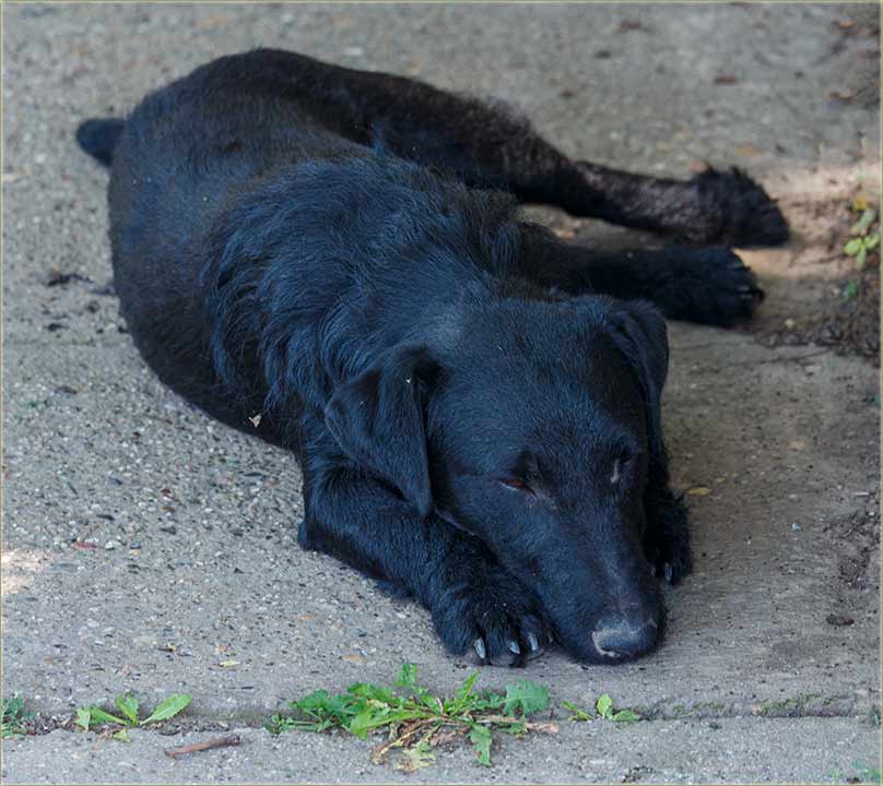 Avlinski divan..., vrelog, avgustovskog dana...