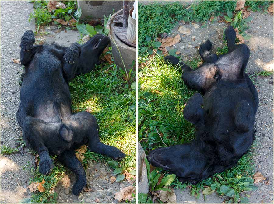 A gle koja je, Švrćina omiljena poza za spavanje ?