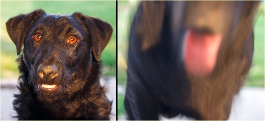 Švrć u akciju II ...