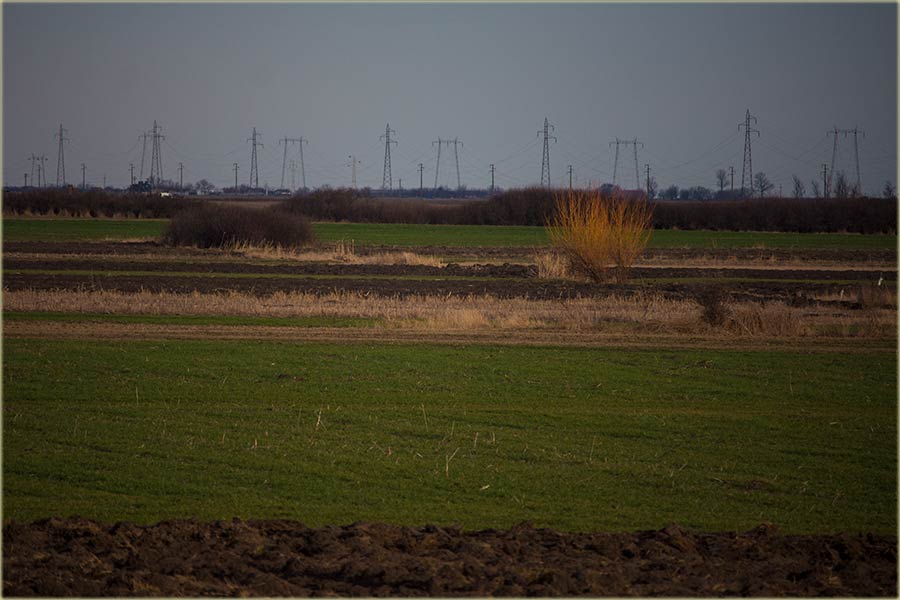 Kanda je ona vrba...