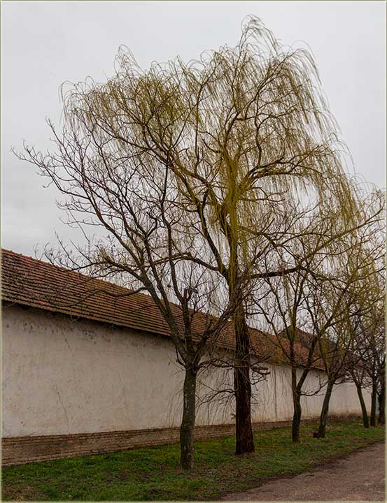 Proleće krêće II ...