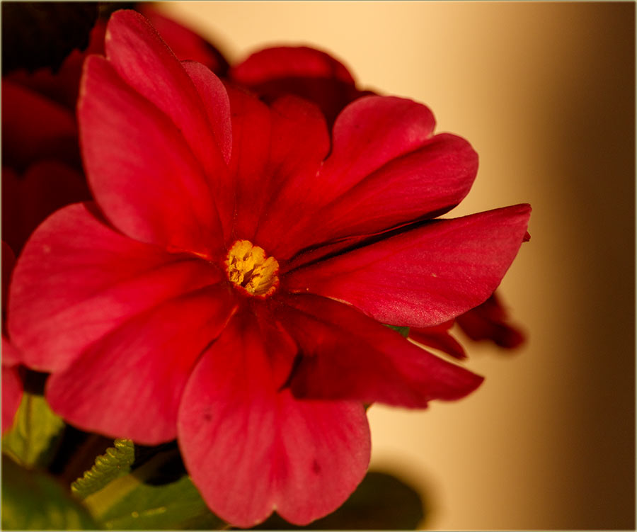 Dâme drage..., srećan Vam 8-mi mart !!!