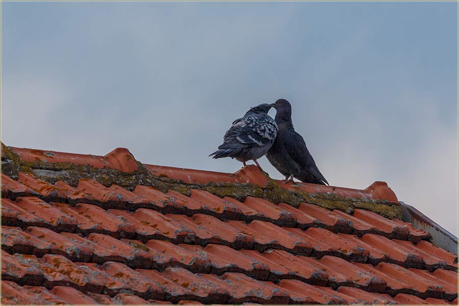 Zaladnilo..., al kodNas..., ljubav pobeđuje !!!