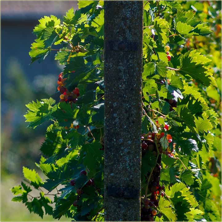 Kaki ti je vinograd..., imal rda ?