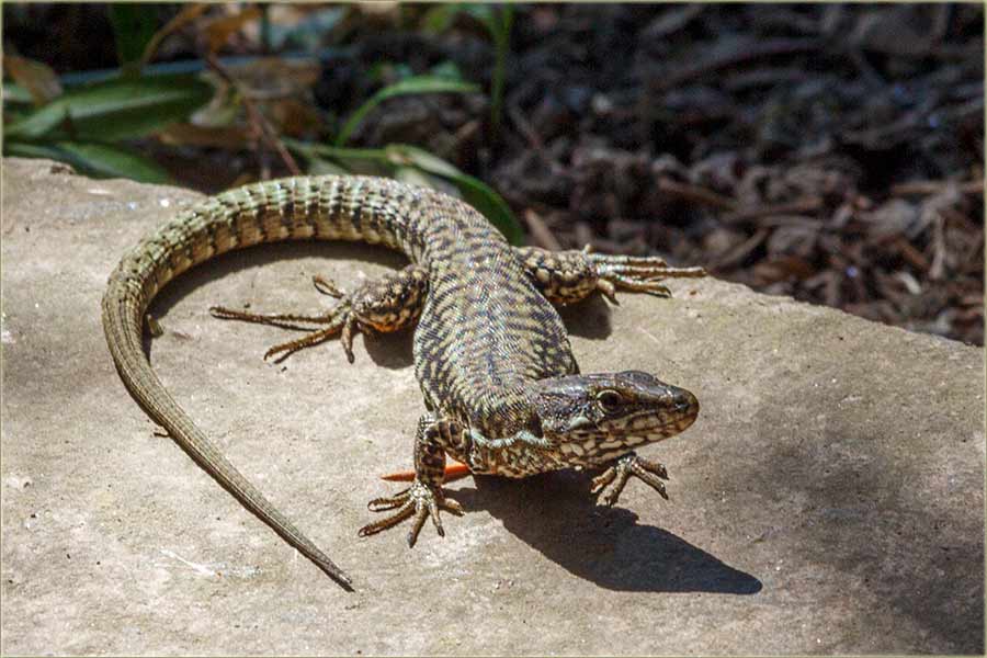 Eee..., ni gutera vie nema...