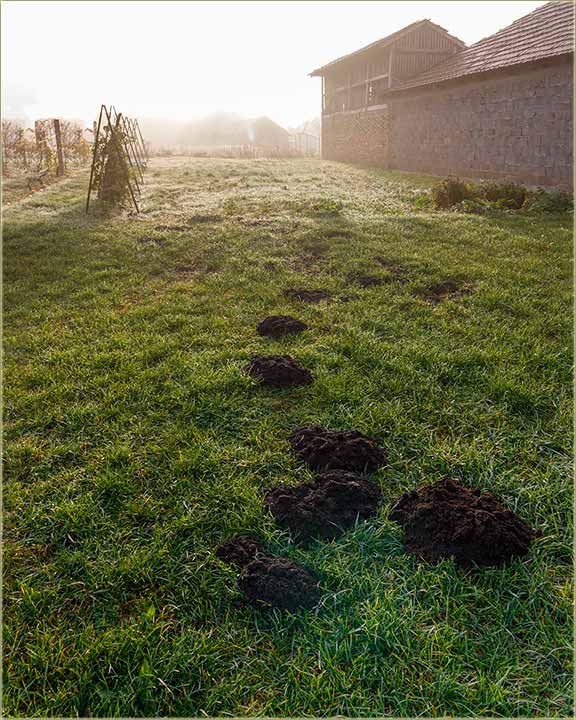 Trebal Vam krtinjaka ?