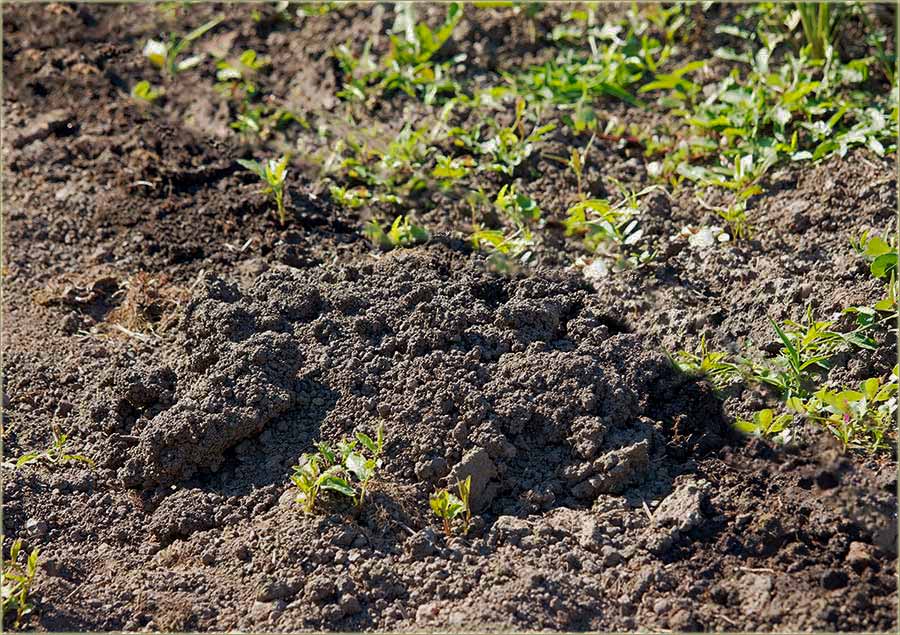 Di sakriva novce ?!?