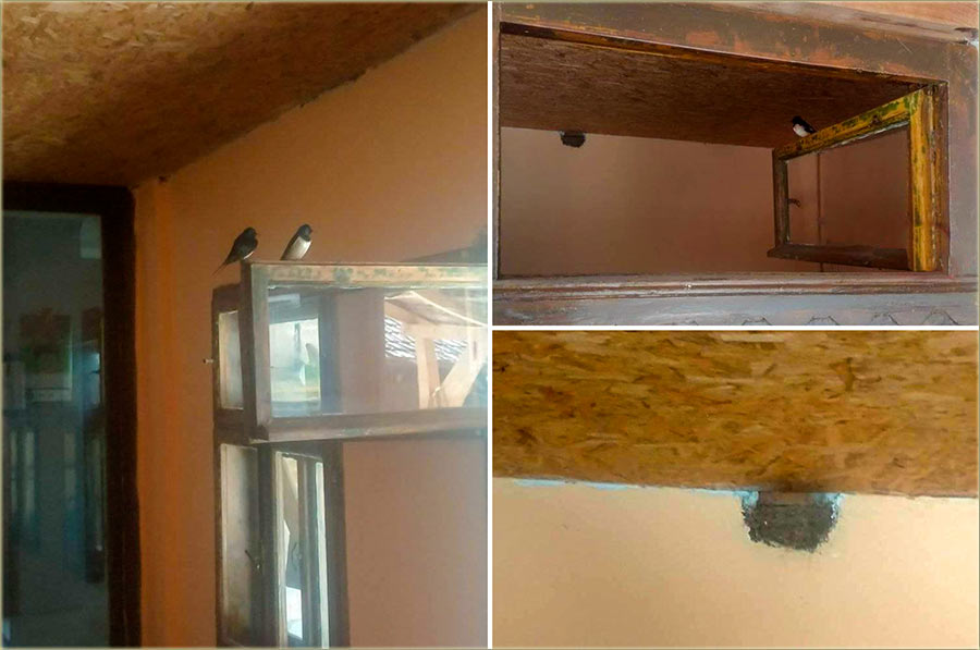 Atila Pataki - laste u letnju kujnu !!!