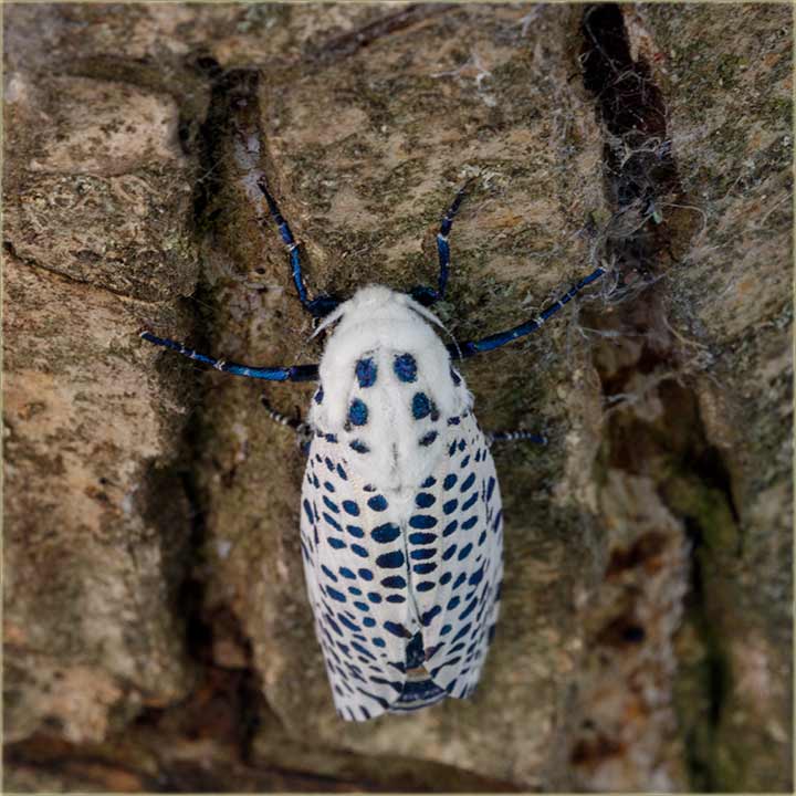 Leptir Grobljar ( Partizanovac... ) !!!