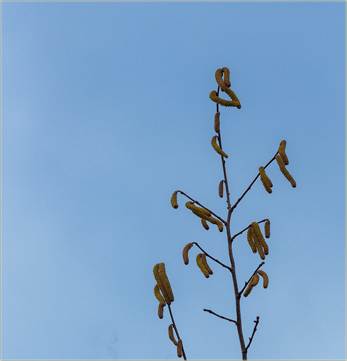 I lenik je pustijo mce...