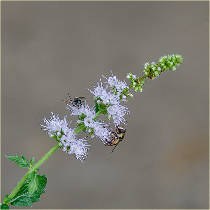 I miris i ukus..., mente...