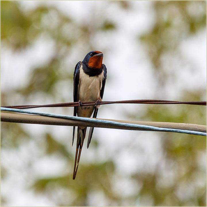 Jedna lepa, novomiloevaka lsta...