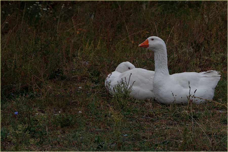 I gusaka je sve manje...