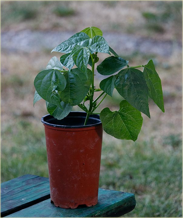 Ja - Beli..., a pasulj - Crni ?!?