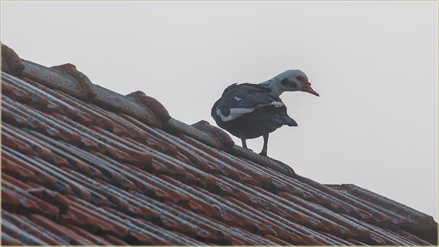 Ptka il ptak..., a na vr krova, moje kotarke ?!?