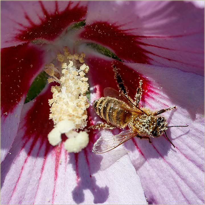 Pele..., sve umacurane !!!