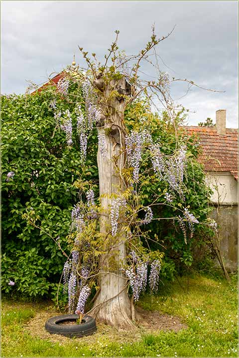 Cveka - Plava kia !!!