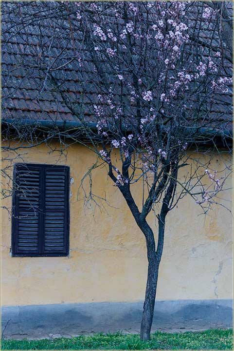 Procvetala..., 2021-te godine...