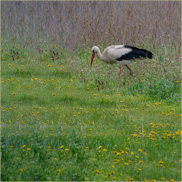 Tu mi je roda..., kav i svake godine..., uBau...