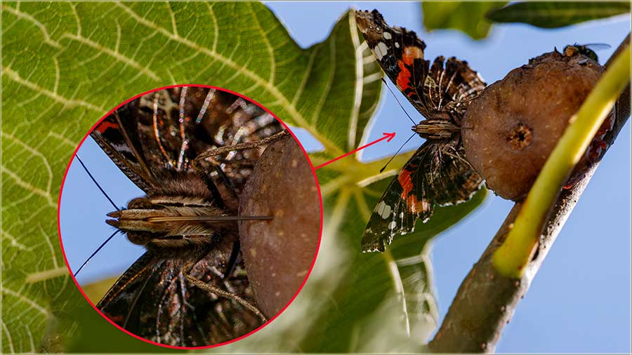 Evo, ba da vidite, kako leptiri jededu smokvu !!!