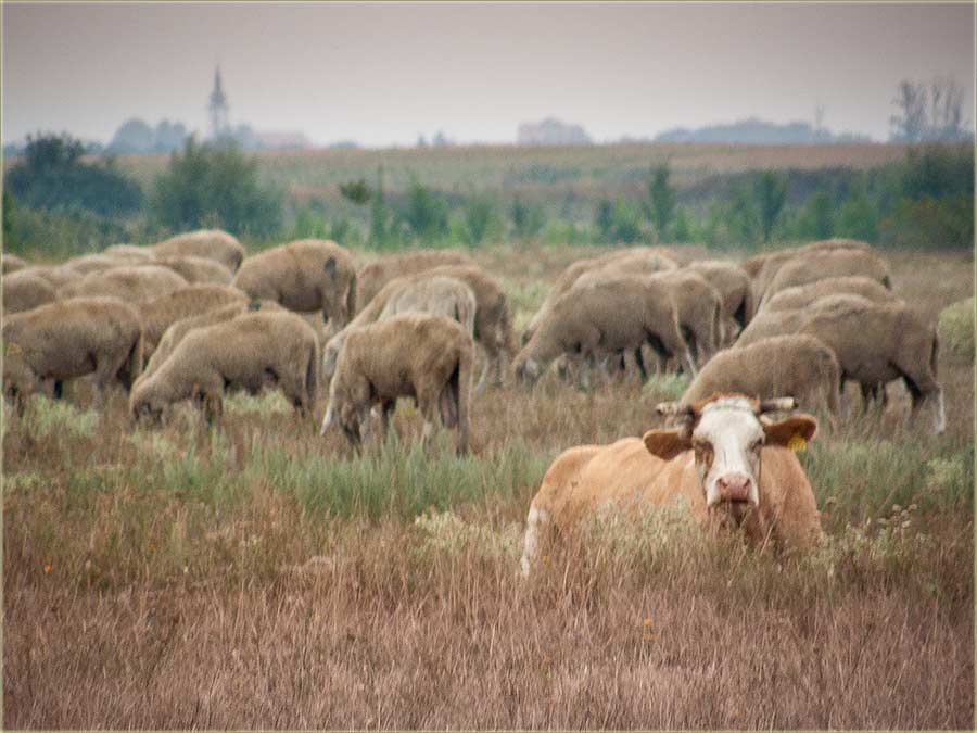 I obani, pratidu dugorone, vremenske pragnoze !