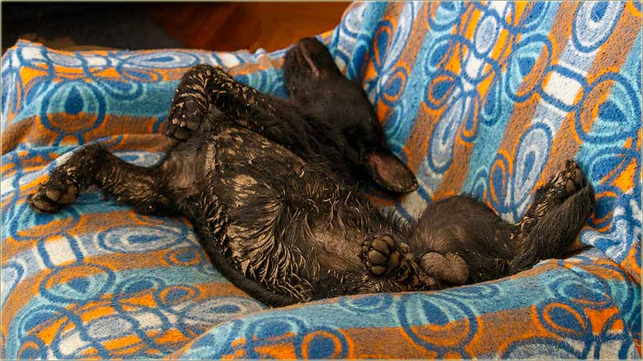 vr..., sevoski, drumski razbojnik...