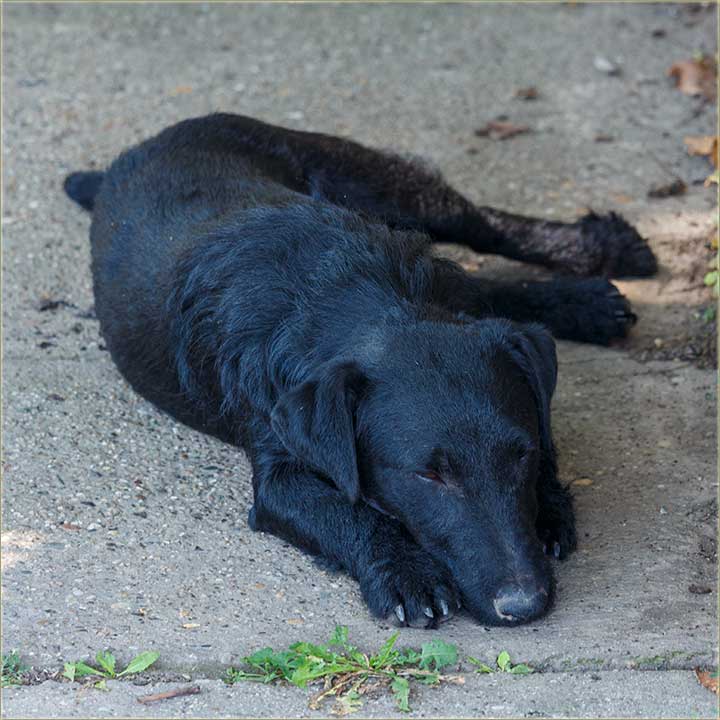Nije lako biti gazda, kunim mezimcu...