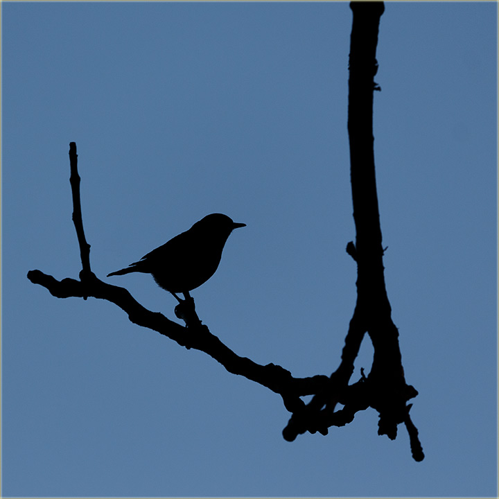 Vrbca..., mo i po silujeti priPoznati !!!