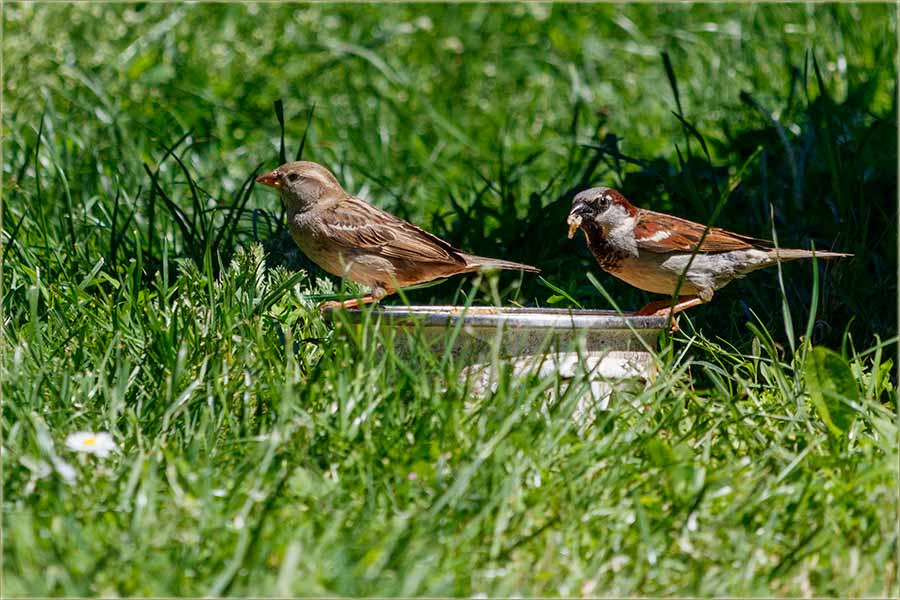 I kereija i maija, a i vrabija eprica !!!