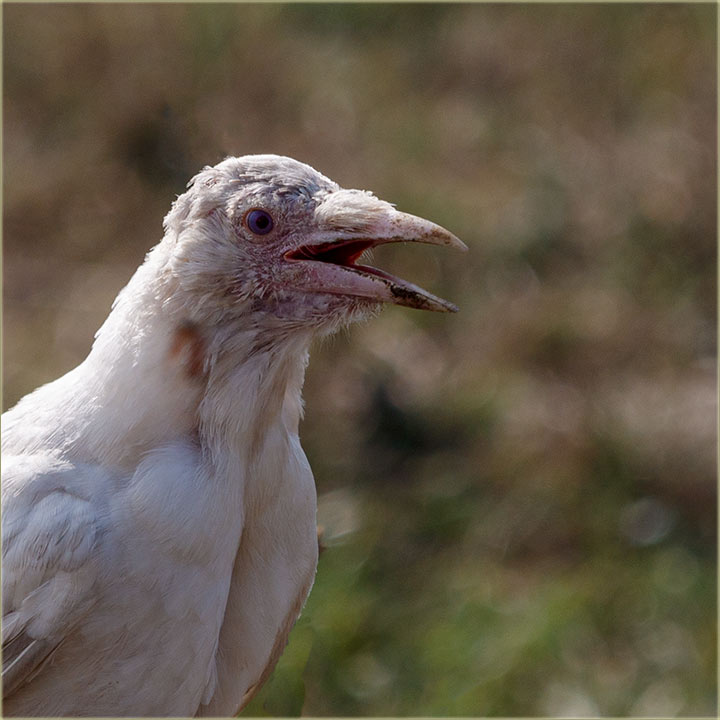 Vrana bêla, prava Belika, a iz Miloeva !!!