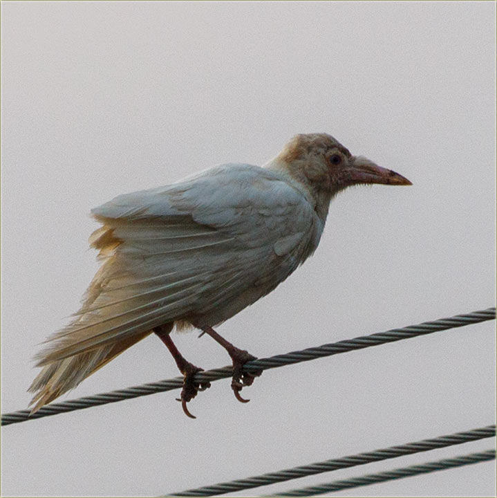 Jeste... i dalje nam je tu bela vrana !!!