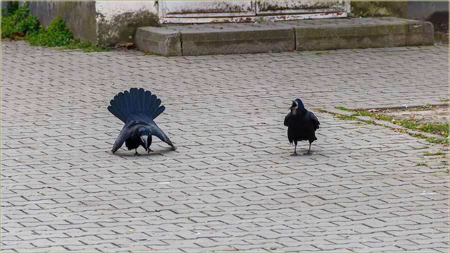 Vranjijo aikovanje !!!