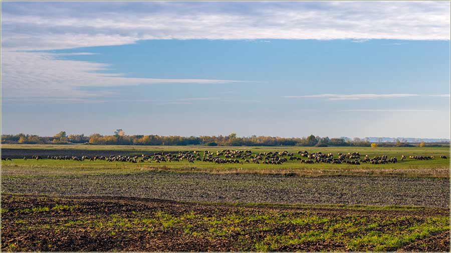 Sto ovaca, dvesta jaganjaca !!!