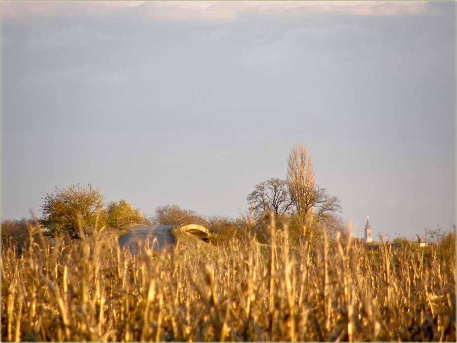 Dragicine blombe I ...